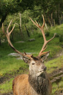 07-3050 Red Deer Stag (Cervus elaphus)